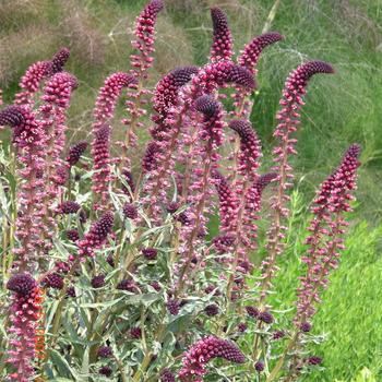 Lysimachia atropurpurea 'Beaujolais' 