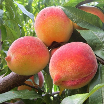 Prunus persica 'Red Skin' 