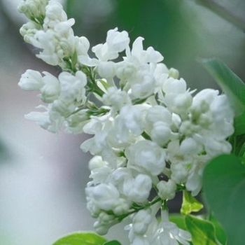 Syringa vulgaris 'Alba' 