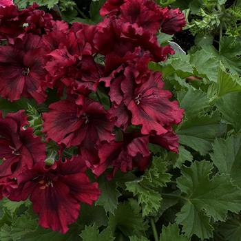 Pelargonium x domesticum 'Claret' 