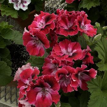 Pelargonium x domesticum