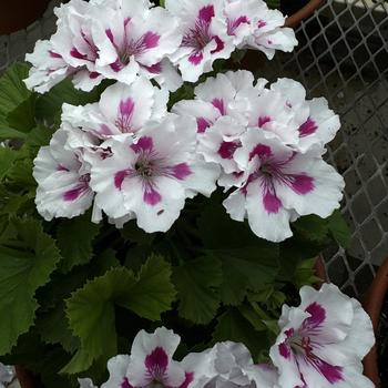 Pelargonium x domesticum 'Royalty White' 