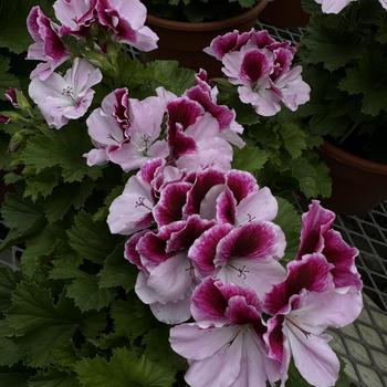 Pelargonium x domesticum 'Purple Majesty' 