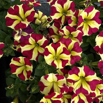 Petunia 'Queen of Hearts' 