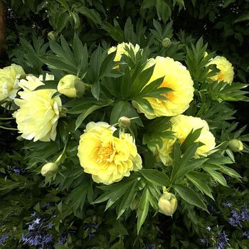 Paeonia 'Bartzella' (266248)