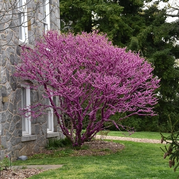 Cercis chinensis 'Don Egolf' 