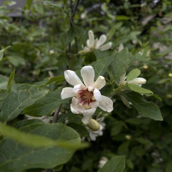 Calycanthus 'Venus' 