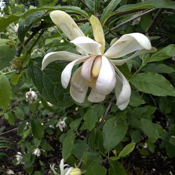 Calycanthus 'Venus' (266284)