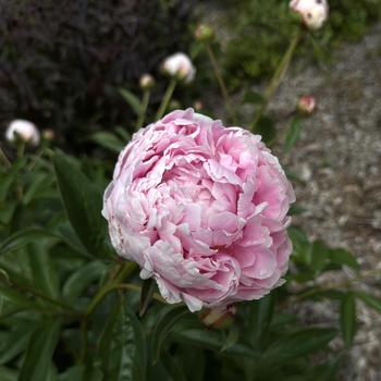 Paeonia lactiflora 'Sarah Bernhardt' (266290)