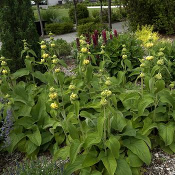 Phlomis fruticosa 'Grande Verde' 