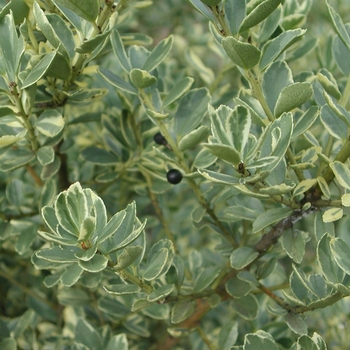 Ilex crenata 'Snowflake (Shiro-fukurin)' 