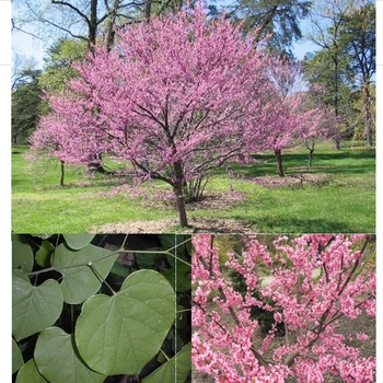 Cercis canadensis 'Tennessee Pink' 