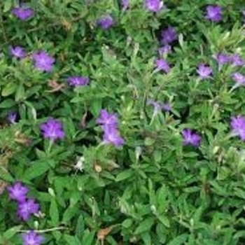 Ruellia humilis 'Blue Shade' 