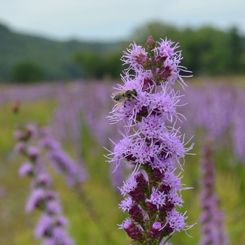 Liatris aspera