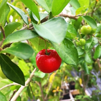 Prunus avium