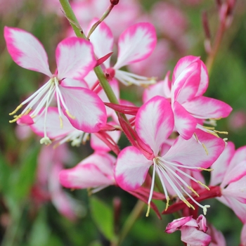 Gaura lindheimeri 'Rosy Jane' PP22290