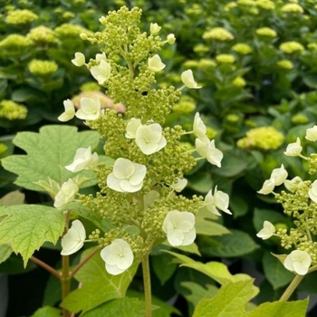 Hydrangea quercifolia 'Bocotoso' 