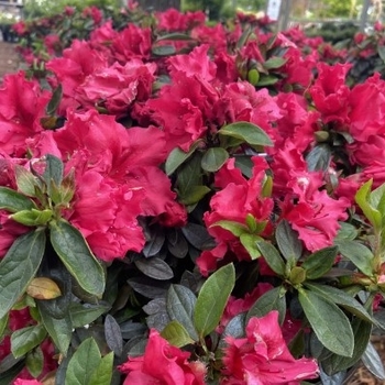 Rhododendron Rutherfordiana Hybrid 'Red Ruffles' 