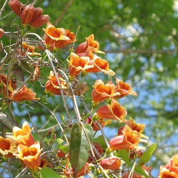 Bignonia capreolata