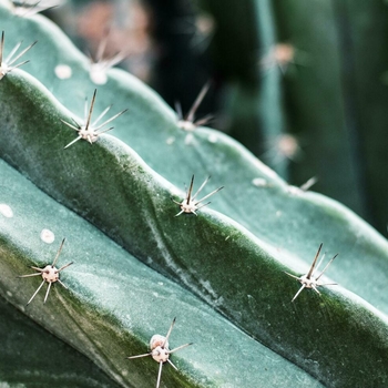 Echinopsis langenformis