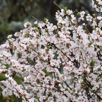 Prunus tomentosa