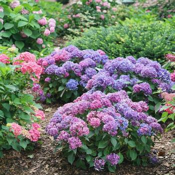 Hydrangea macrophylla 'SMNHMTB' USPP 35,317, Can PBRAF