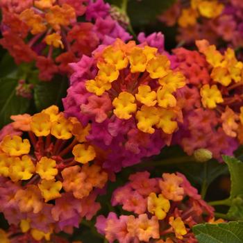 Lantana camara Bloomify™ 'PassionFruit' (266642)