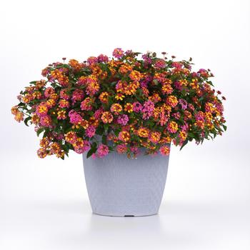 Lantana camara Bloomify™ 'PassionFruit' (266644)