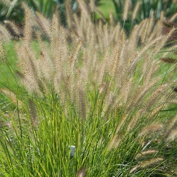 Pennisetum alopecuroides 'Yellow Ribbons' 