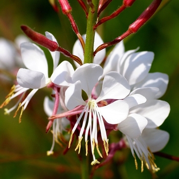 Gaura lindheimeri 'Whirling Butterflies' 