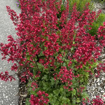 Heuchera sanguinea 'Leuchtkafer' 