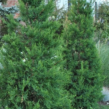 Juniperus virginiana 'Hetzii' 