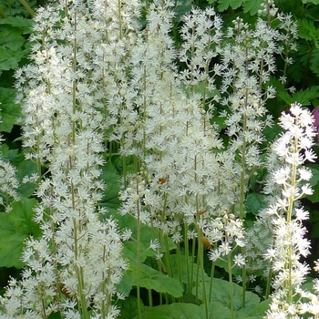 Tiarella cordifolia 'Brandywine' 