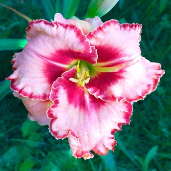 Hemerocallis 'Lies and Lipstick' 