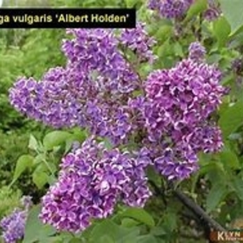 Syringa vulgaris 'Albert F. Holden' 