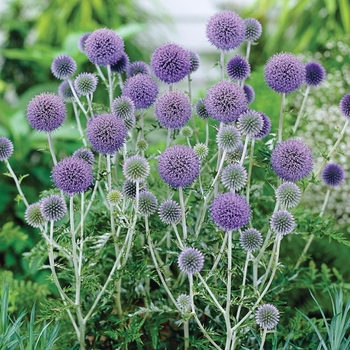 Echinops ritro spp. ruthenicus 'Platinum Blue' 