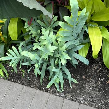 Phlebodium aureum