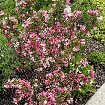 Weigela florida 'VUKOZGemini' 