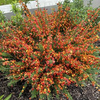 Cytisus scoparius 'Burkwoodii' (266796)