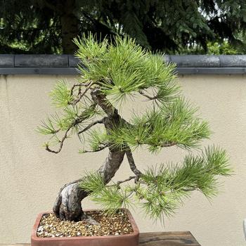 Pinus nigra 