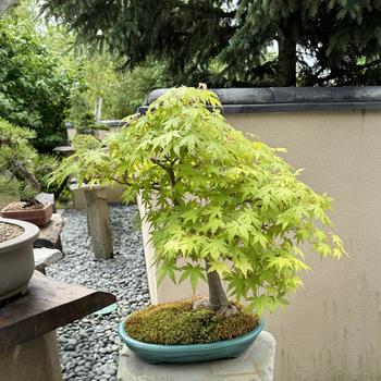 Acer palmatum '' (266802)