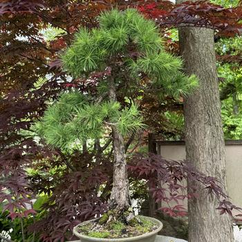 Larix laricina '' (266806)