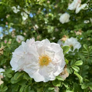 Rosa 'Henry Hudson' (266836)