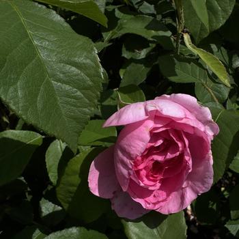 Rosa 'Gertrude Jekyll' 