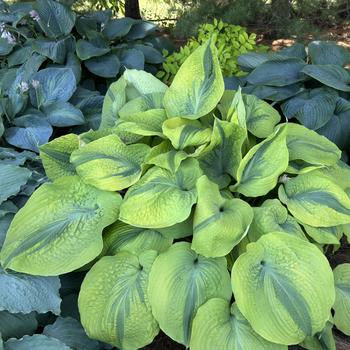 Hosta 'Afterglow' (266846)