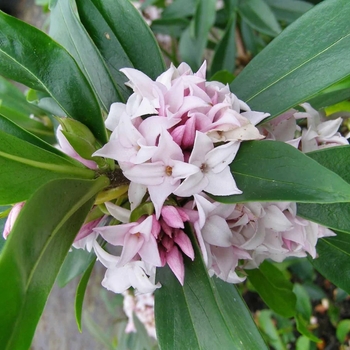 Daphne 'DapJur01' PP27662