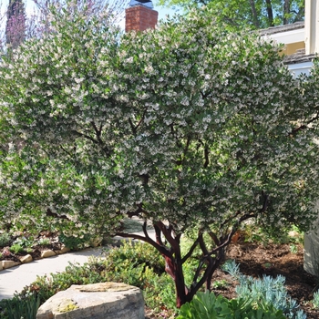 Arctostaphylos densiflora 'Howard McMinn' 