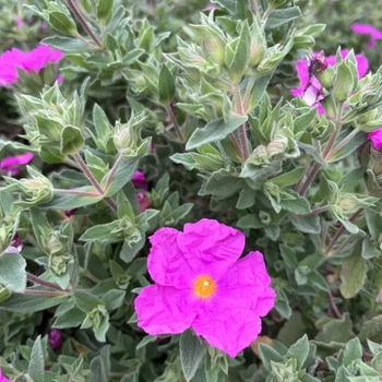 Cistus x pulverulentus 'Sunset' 