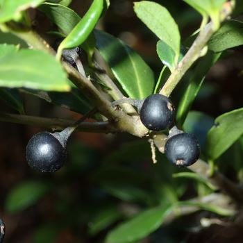 Ilex crenata 'Green Island' 