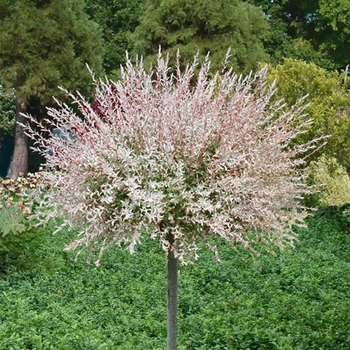 Salix integra 'Flamingo' 